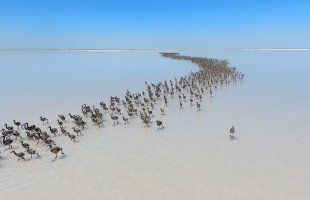 Tuz Gölü Flamingo Çiftliği